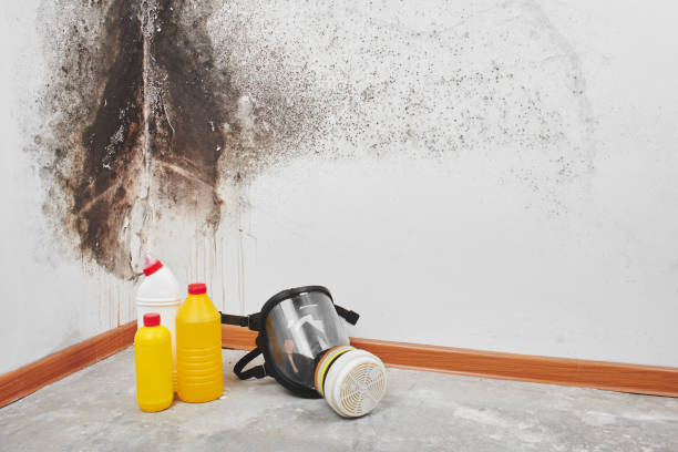 Best Attic Mold Removal  in Trumansburg, NY