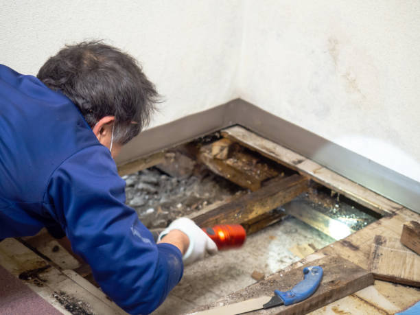 Certified Mold Removal in Trumansburg, NY