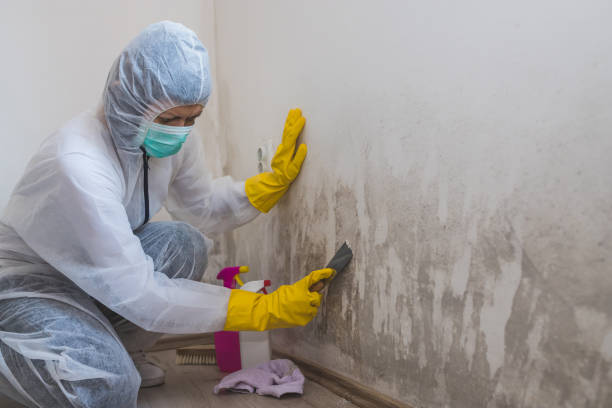 Best Mold Remediation  in Trumansburg, NY