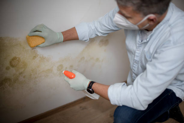 Best Affordable Mold Removal  in Trumansburg, NY